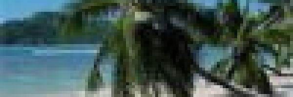 Palmenstrand