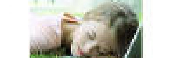 Icon: Titelbild Icon: Titelbild